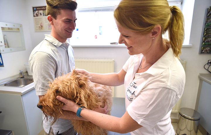 ratgeber tierarzt kersebohm dortmund luenen bochum